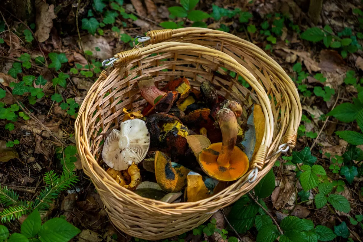 Seasonal Foraging: A Guide to Edible Wild Plants in Spring