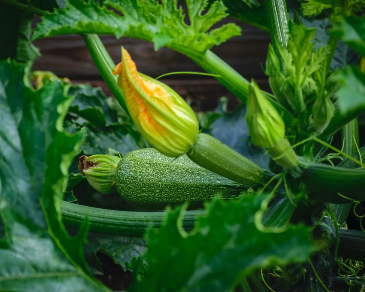 Vegetable Gardening Checklist: Monthly Tasks for a Bountiful Harvest